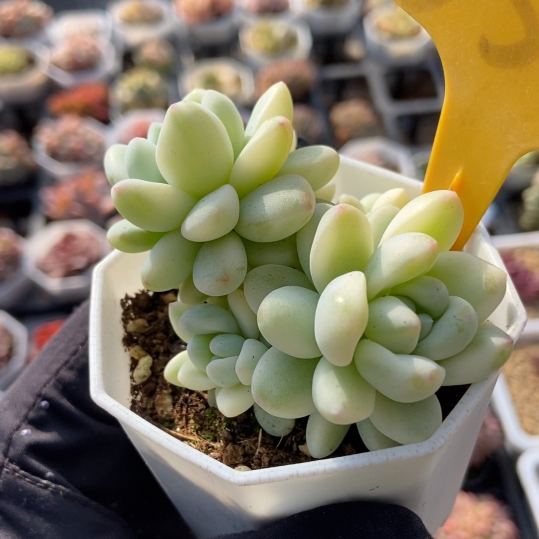 539劳尔锦多肉植物保护