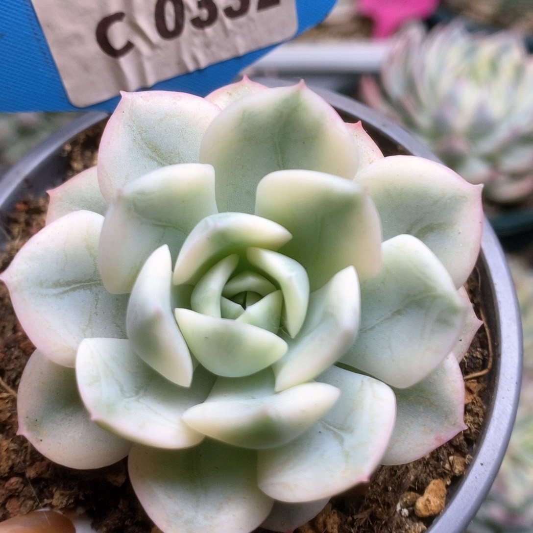 332月亮仙子锦锦锦锦锦锦锦