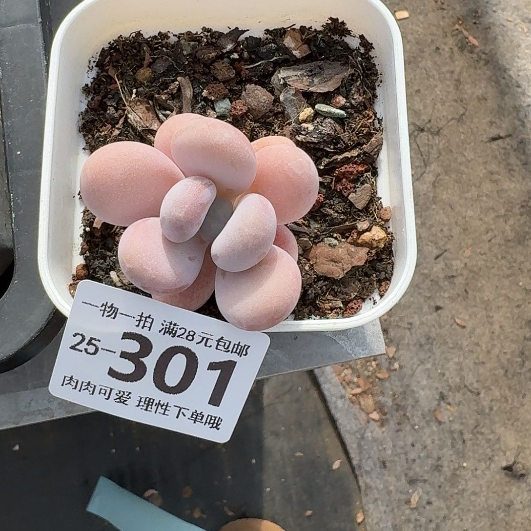 橙奶无盆土发货无