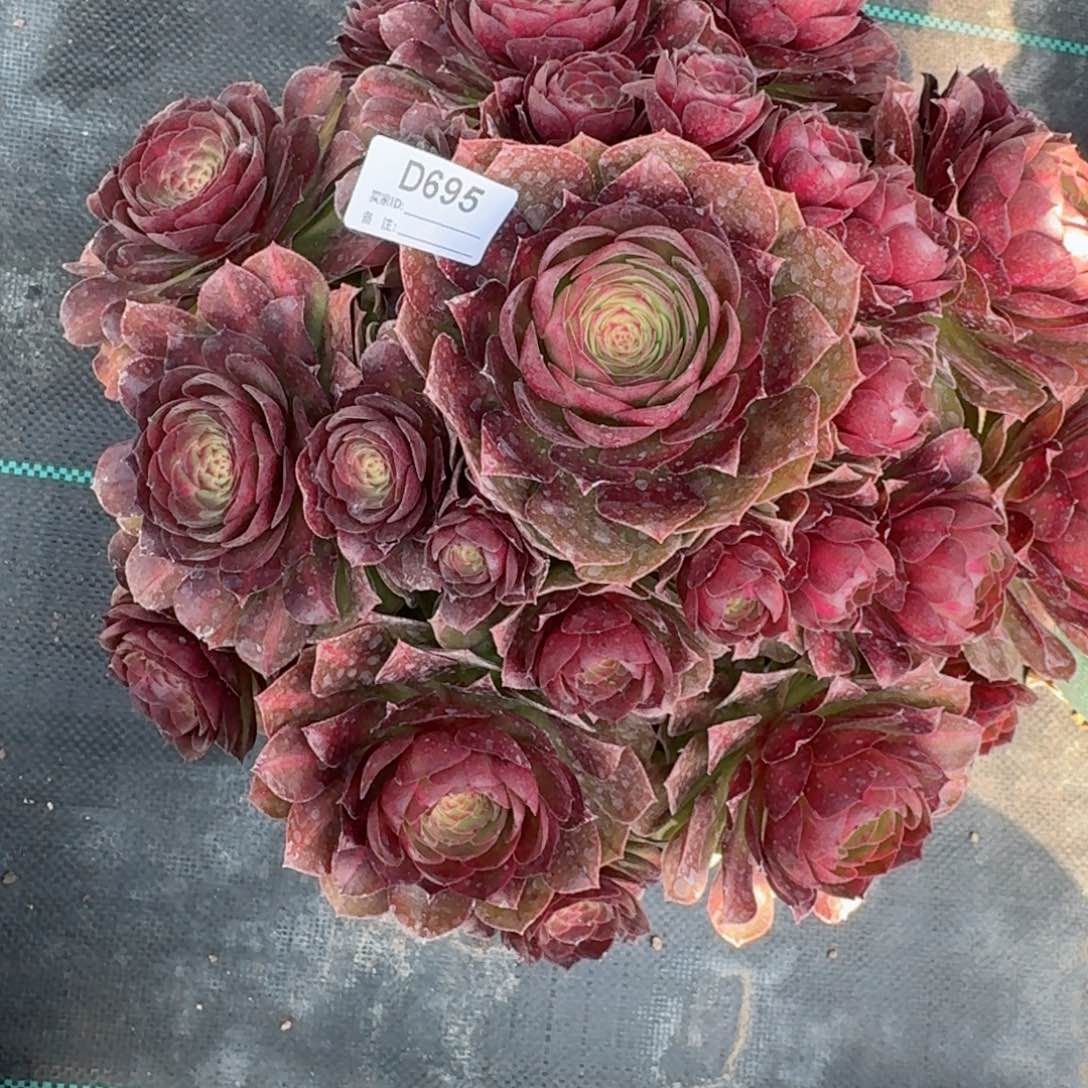 695抹茶多肉植物