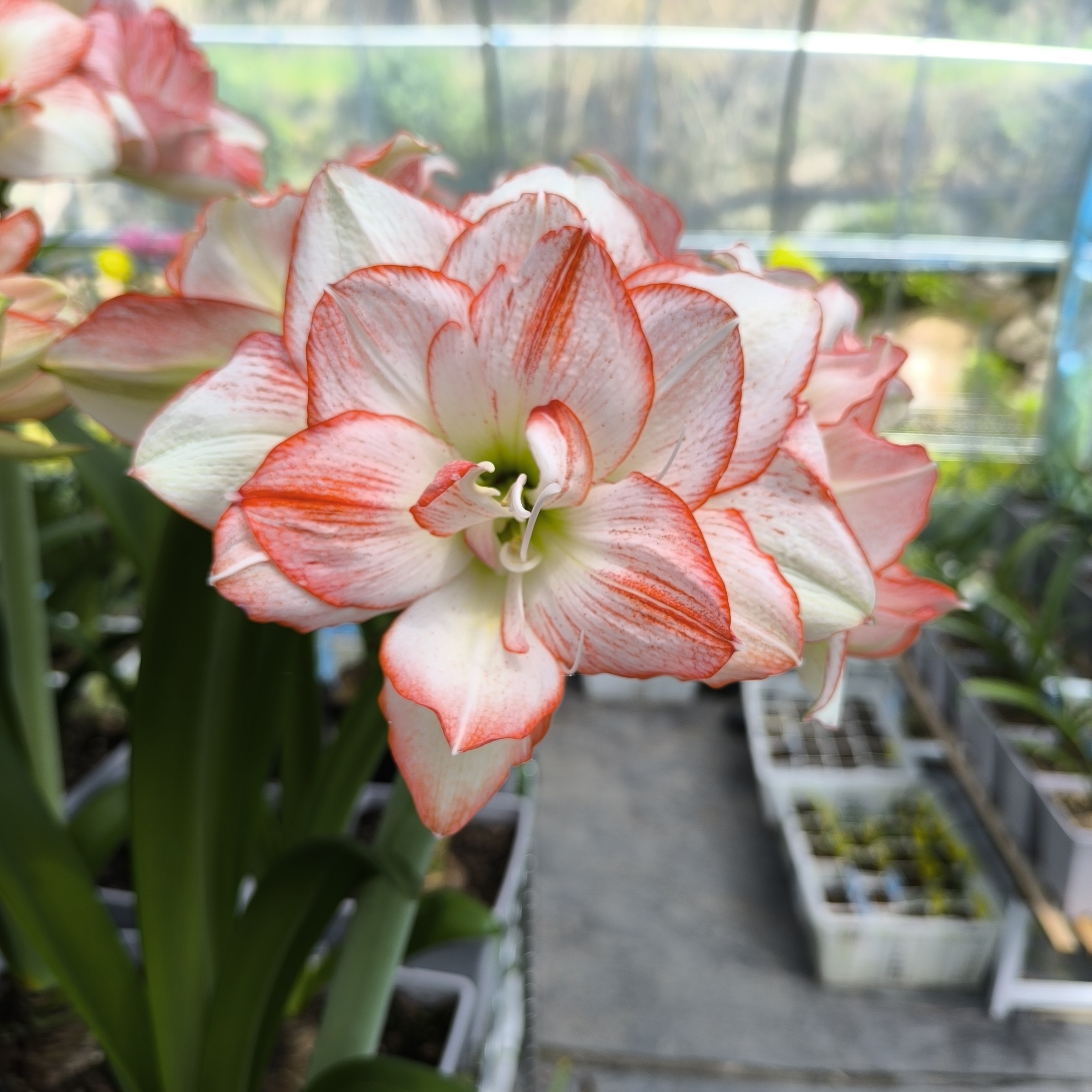 〔  朱顶红北方姑娘4厘米〕福利购重瓣 朱顶红苗情好