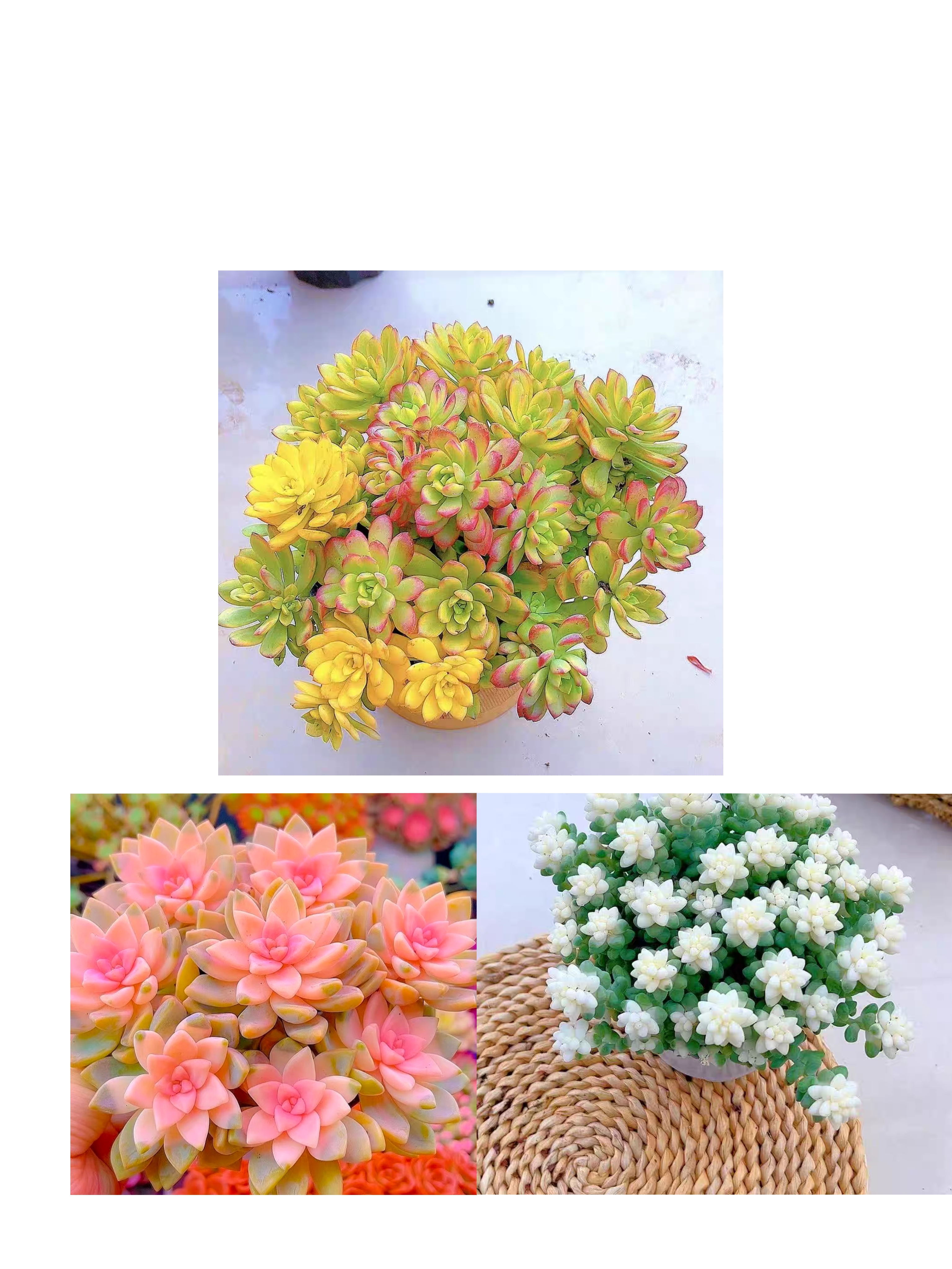{七彩云南+樱花锦+雪花} 带盆土发 新手好养活 室内外养 金喜多肉