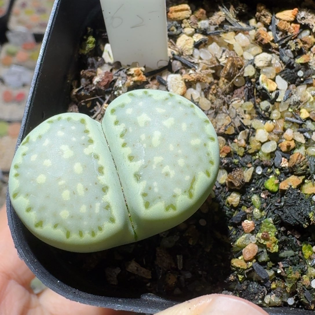 Sss精品系列便宜出176