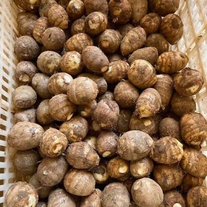 【牛奶小芋头】牛奶芋头小芋头仔新鲜芋 正宗牛奶芋头