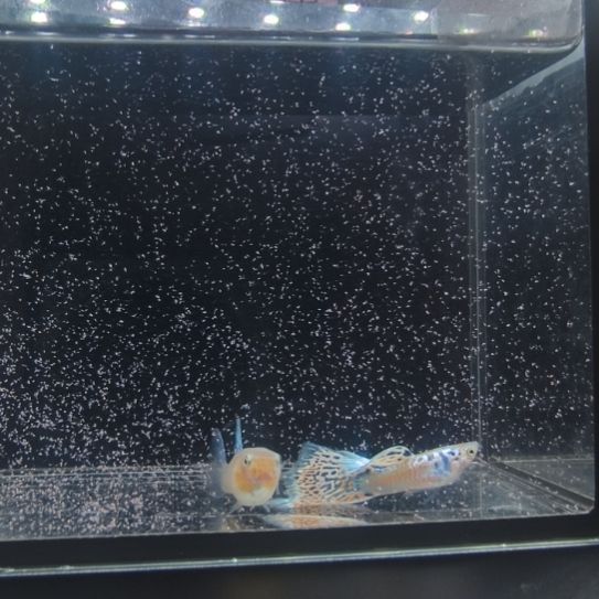 孔雀鱼银河白蛇一对