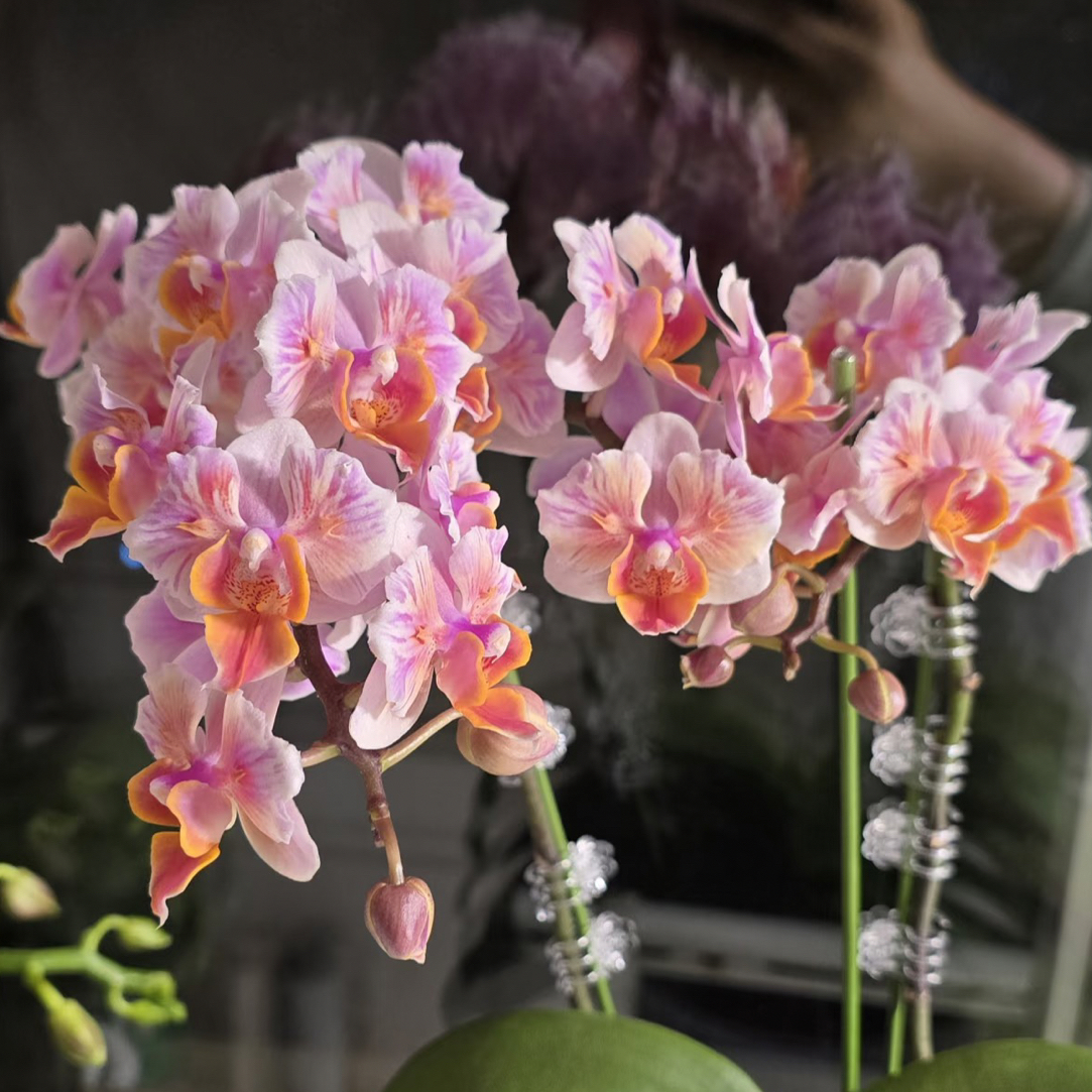 超久花期稀有品种2花剑起【闪烁】蝴蝶兰