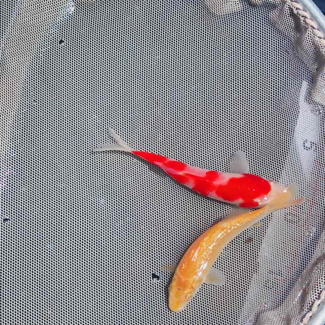 锦鲤锦鲤观赏鱼111