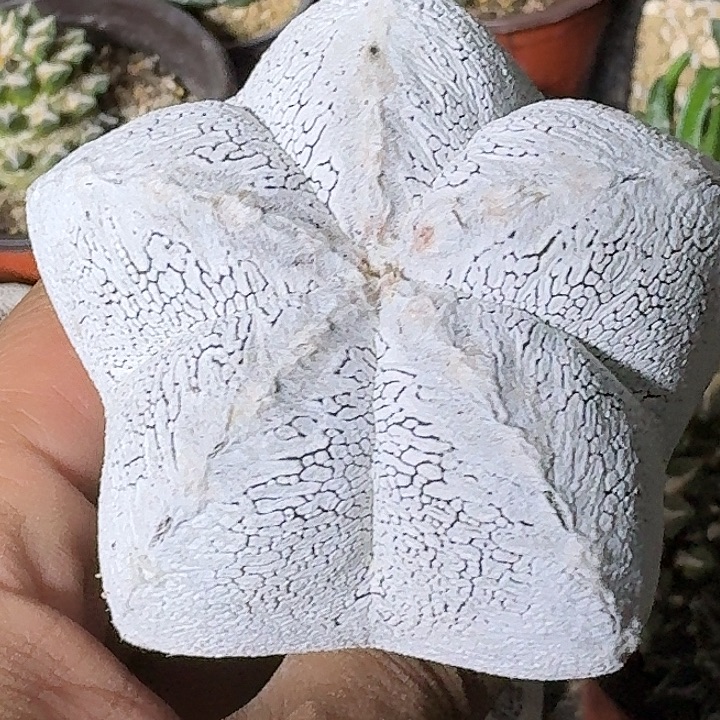 无花朵苗接恩冢183