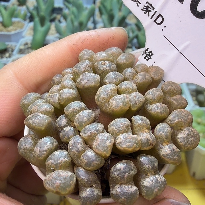 022。满38包邮肉锥