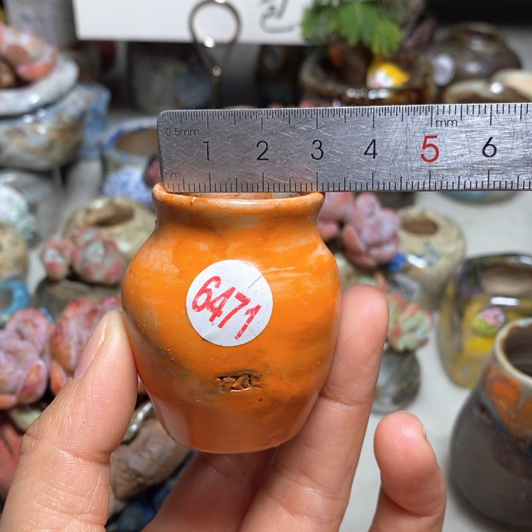 花盆拍5送一个小礼物