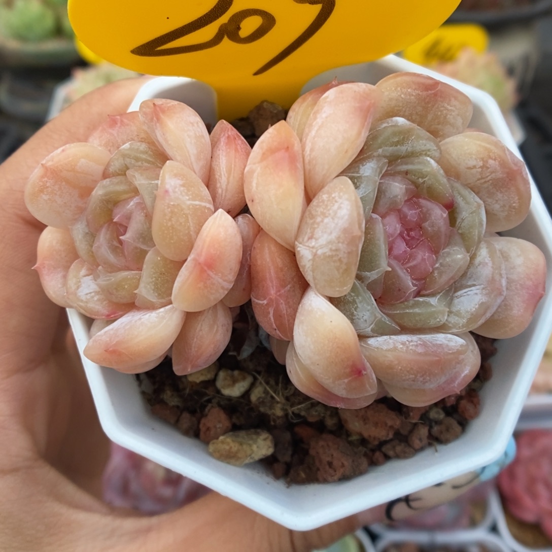 白色恋人可拍209号。   