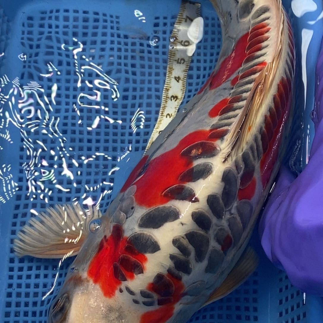 锦鲤冷水锦鲤包邮