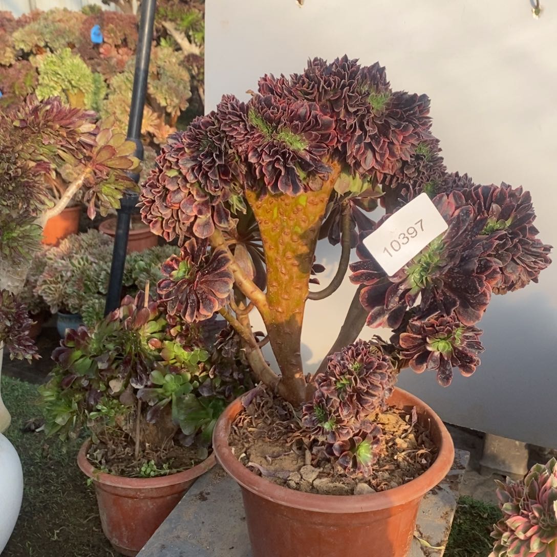 欧嘉莉缀化1颗多肉10397号