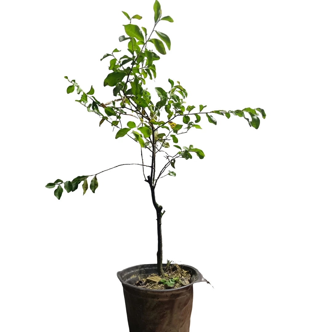 金弹子盆景室内室外造型美观可嫁接增氧风景小品