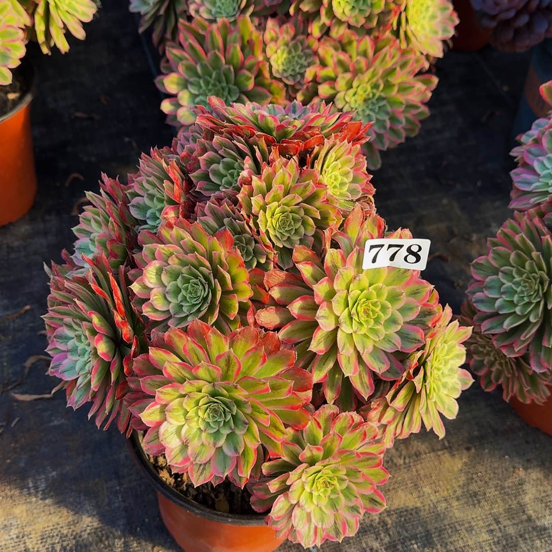 0000778糖果炮弹多肉植物