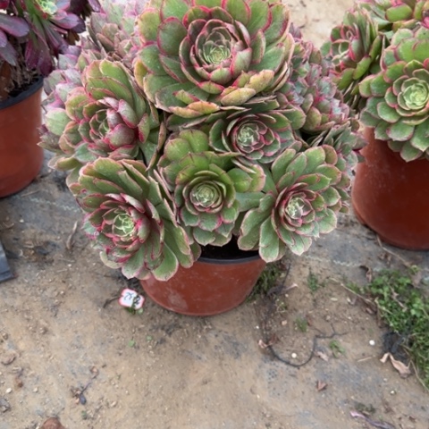 17-142粉花妖多肉植物