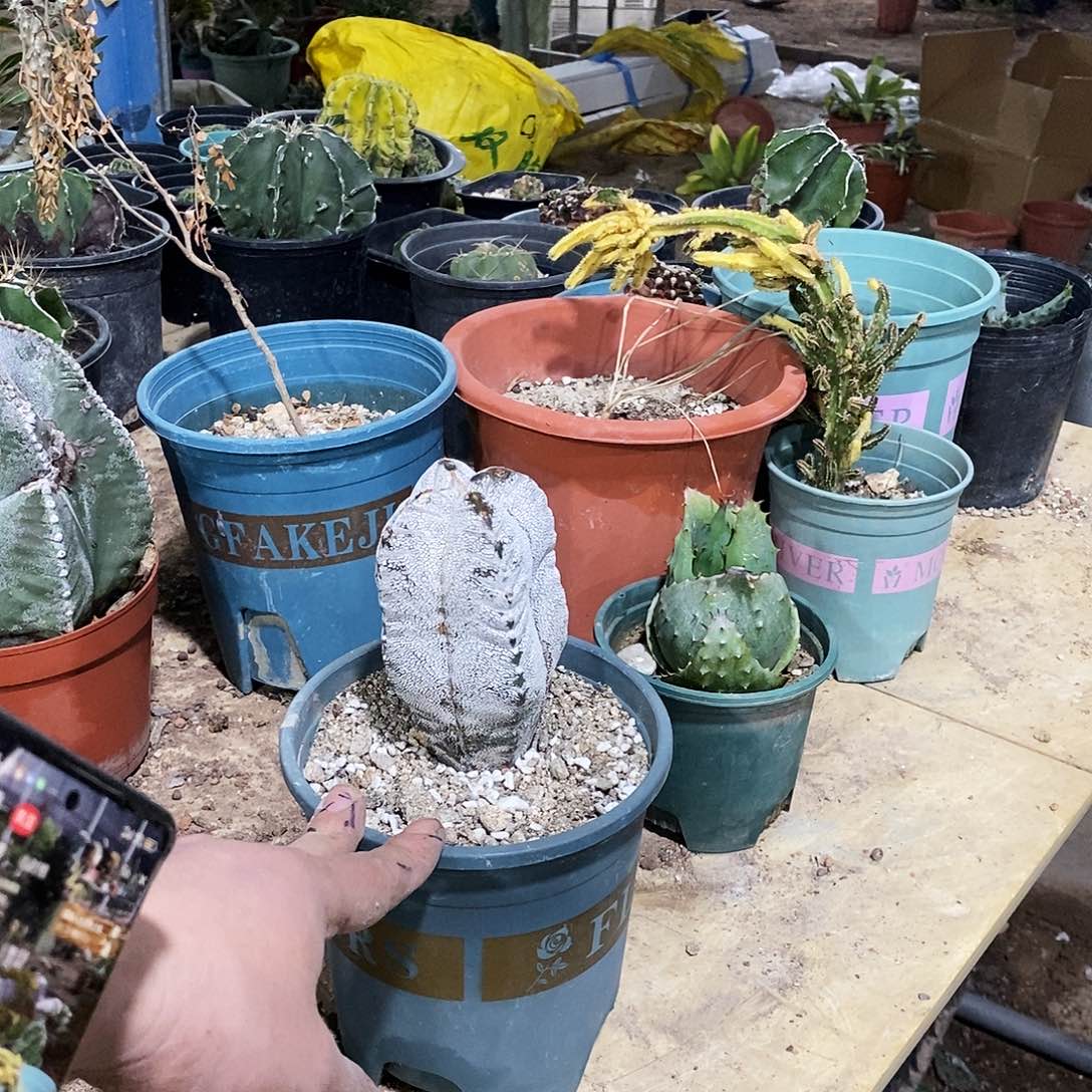 男***涛102 号选手。           