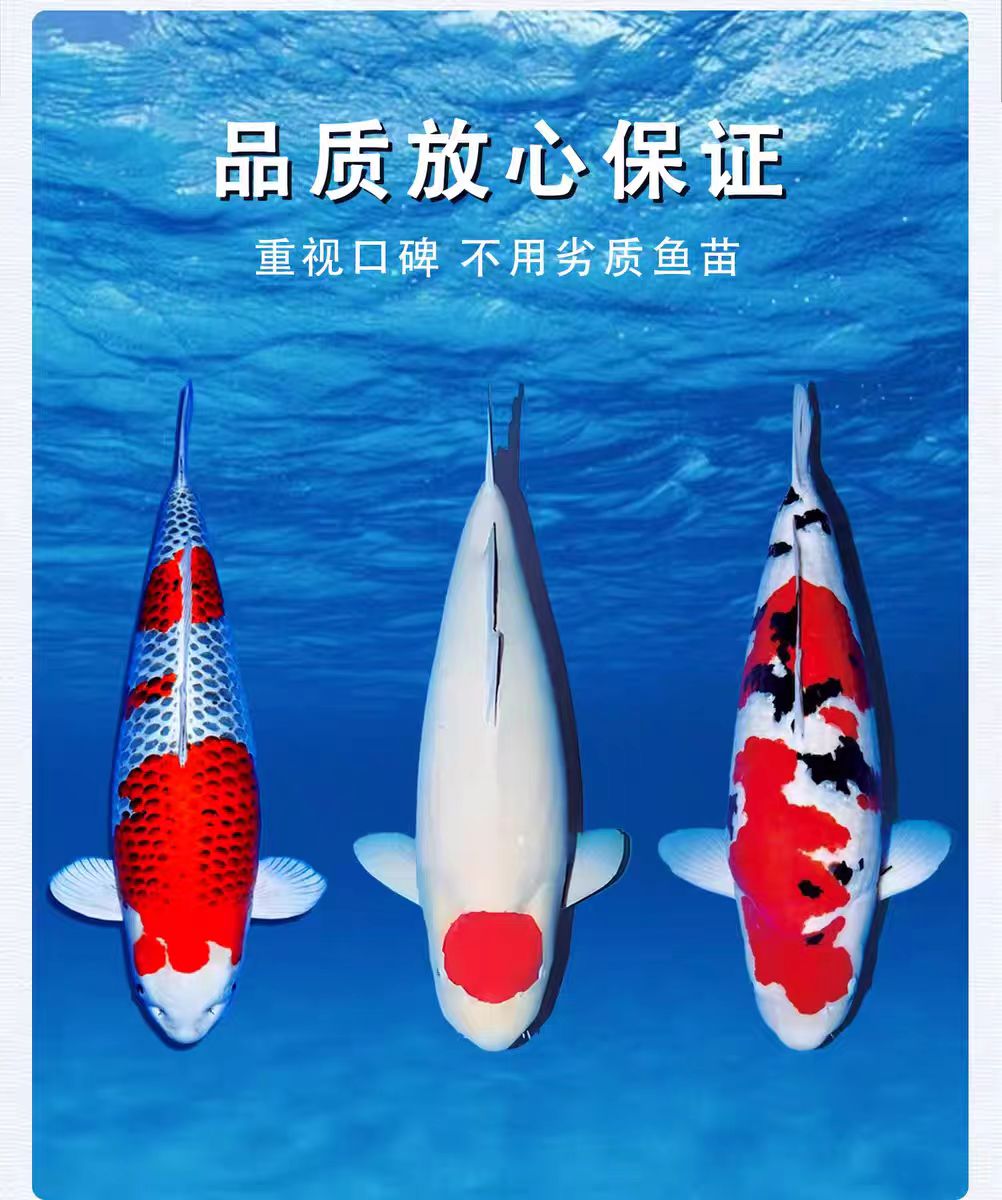 血统锦鲤红白芥子昭和