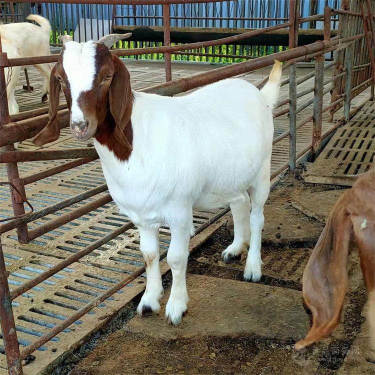 (天然养殖纯种波尔山羊怀孕母羊)75斤