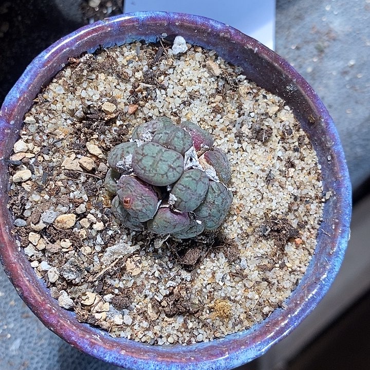 殇***情27365。        一颗。  