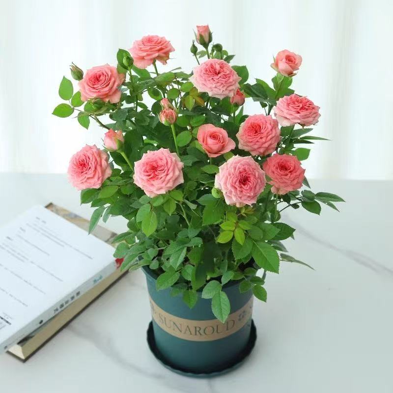 月季花果汁阳台花卉绿植庭院花园植物带花苞大花玫瑰花苗盆栽蔷薇