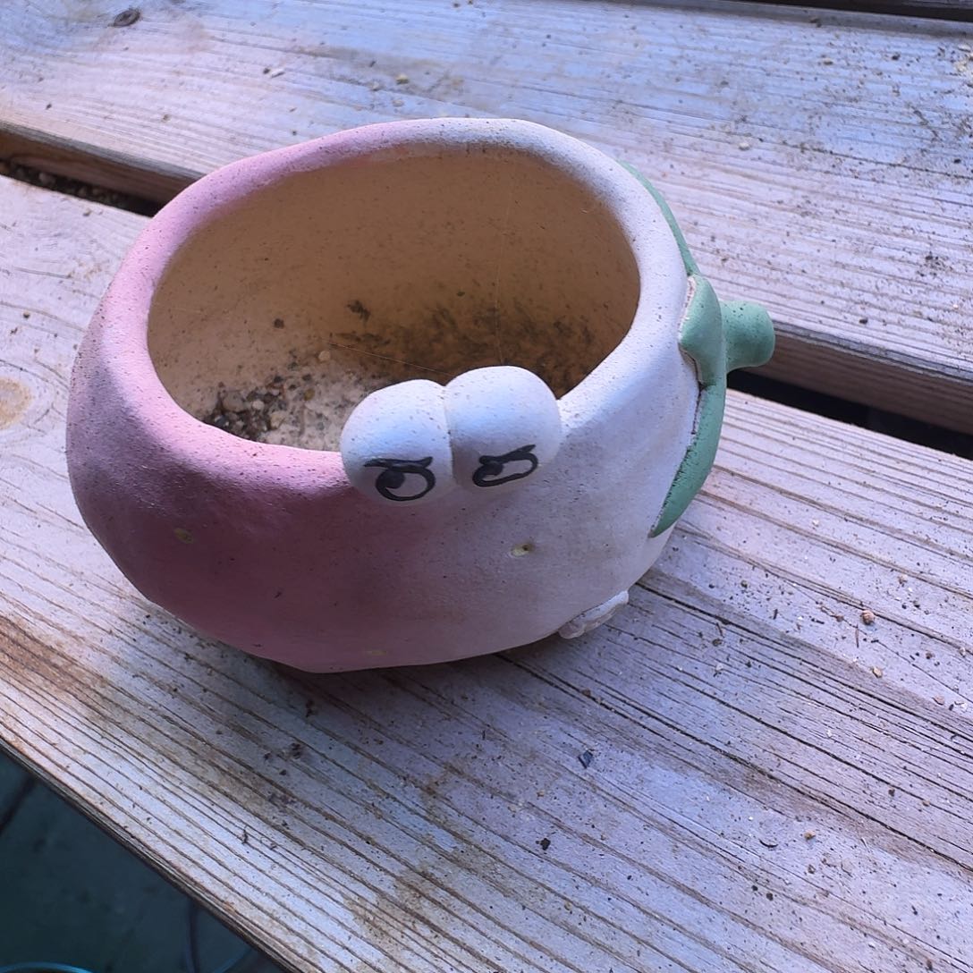 ღ***࿐多肉植物福利风铃