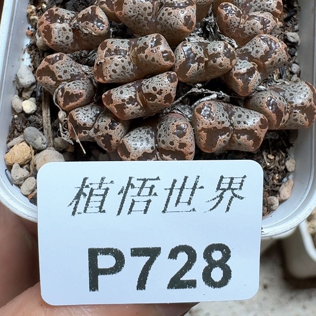 728盒多肉植物哇vv b