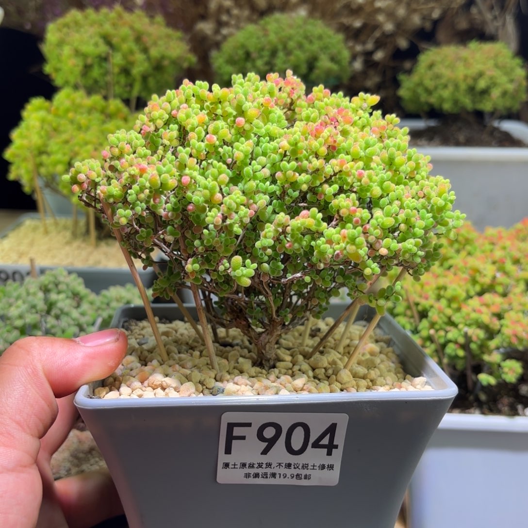 枝干番杏蜜橘糖球F904