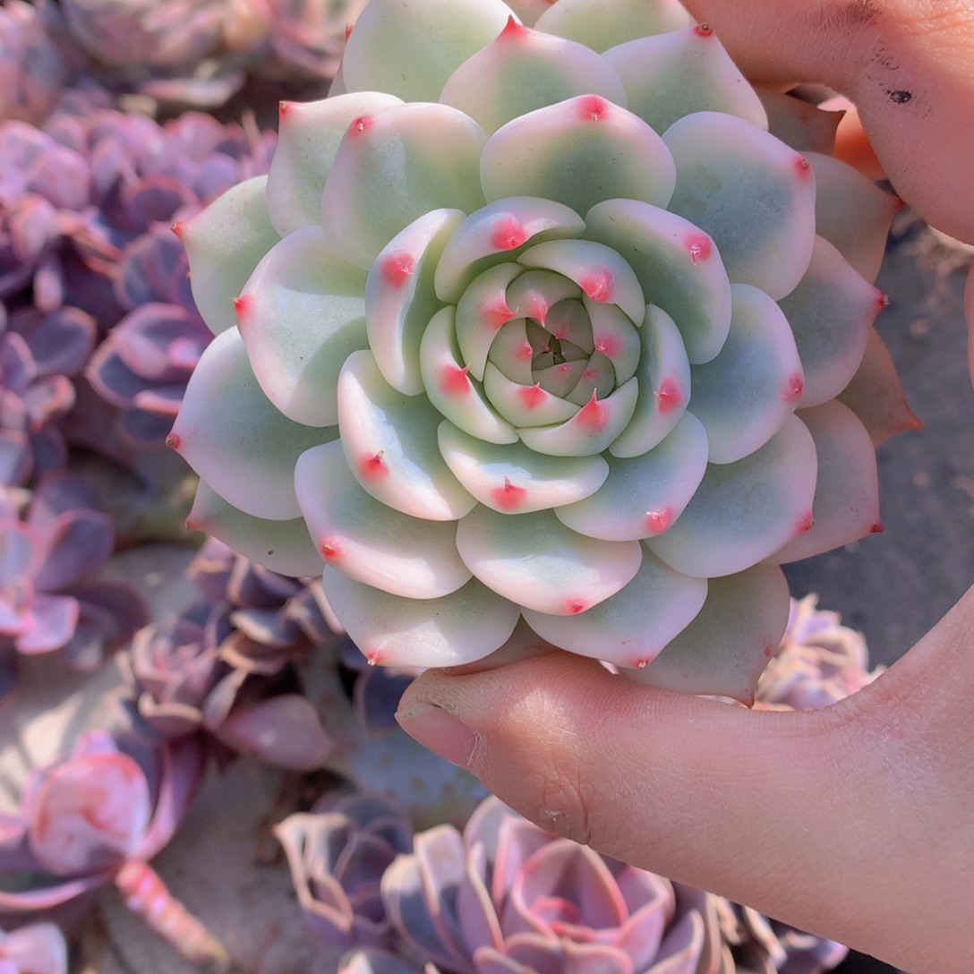 精品多肉植物花卉盆栽花卉