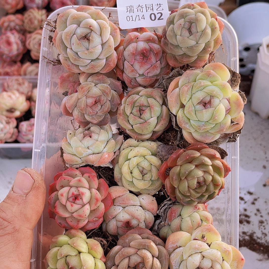 000000000002一物一拍