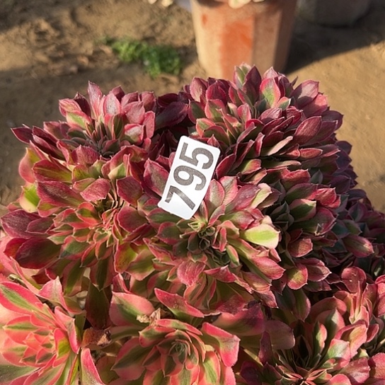 俩***奶多肉植物一个女巫795