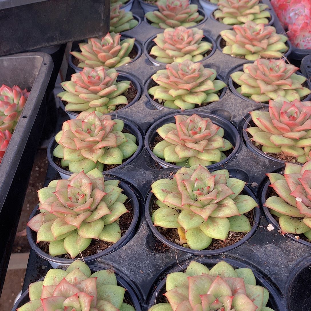 蔷薇锦3456788999000