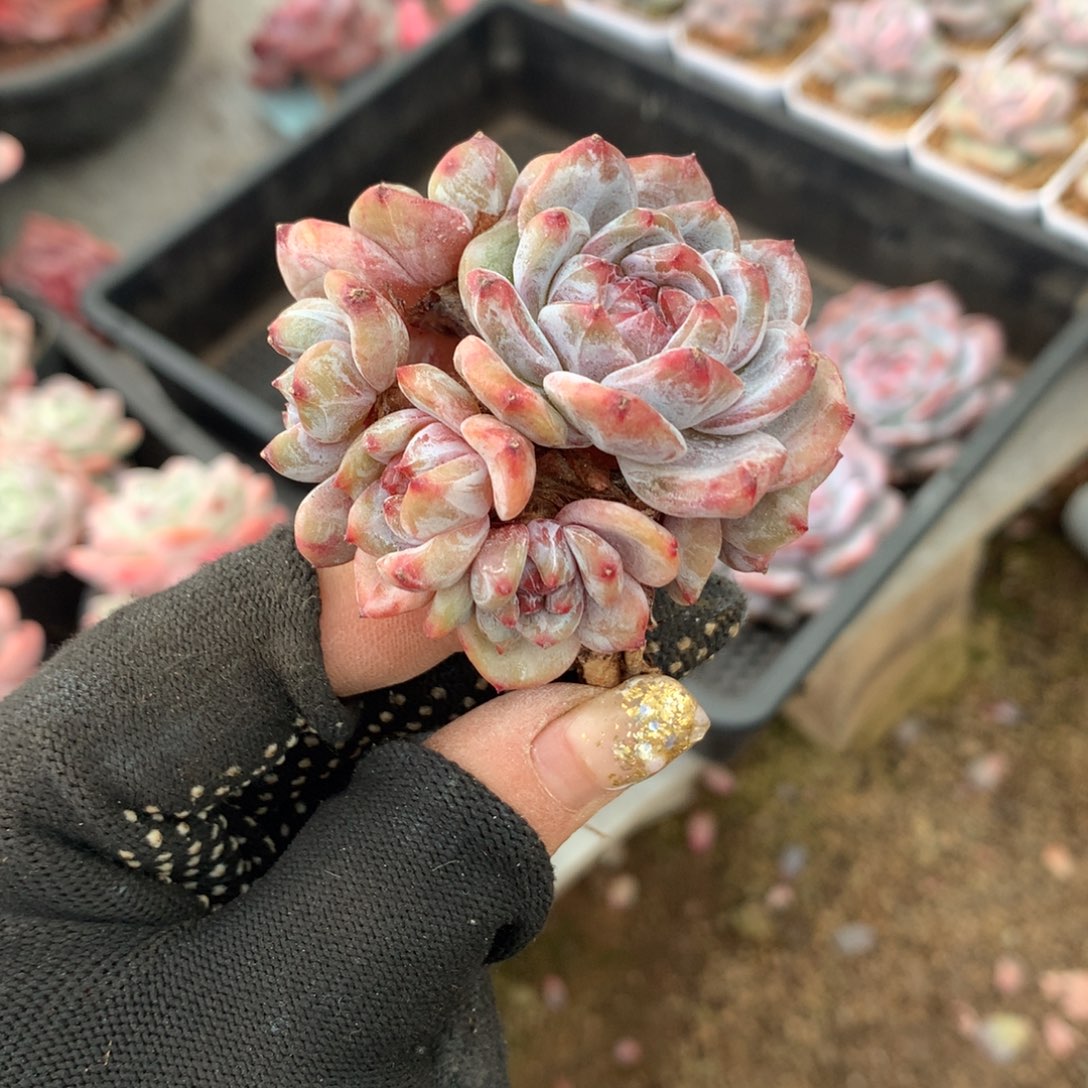 6 石榴籽冰玉哈哈哈哈哈哈哈哈