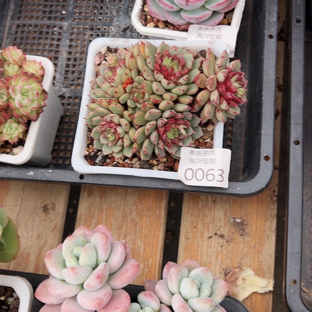 小**当多肉一物一拍0063