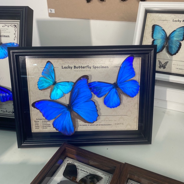 蝴蝶标本装饰画蝴蝶标本-一物一拍-三拼画