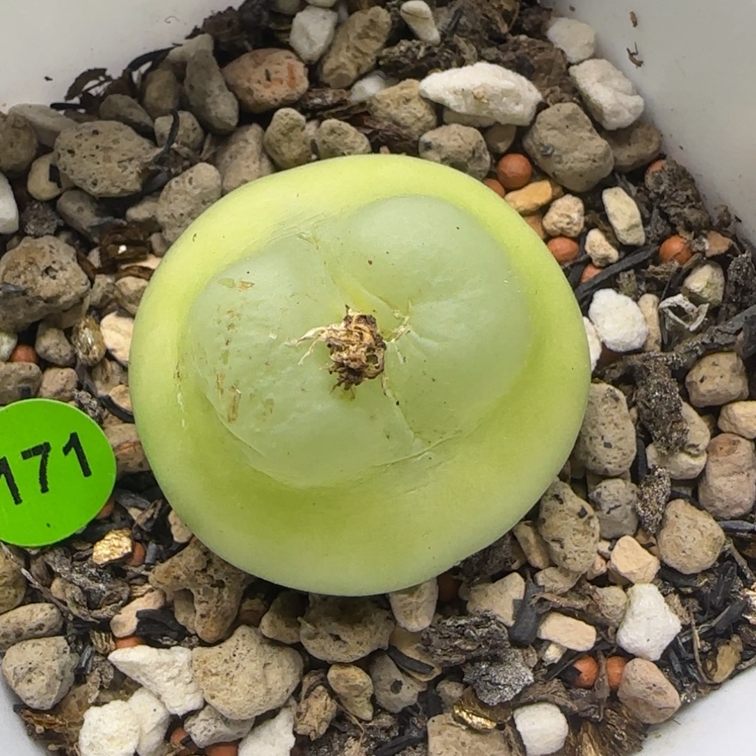 拉登2.9+福利多肉植物171