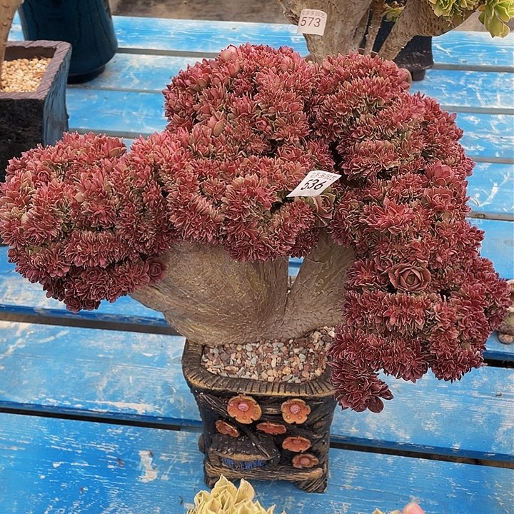 536号万圣节缀化