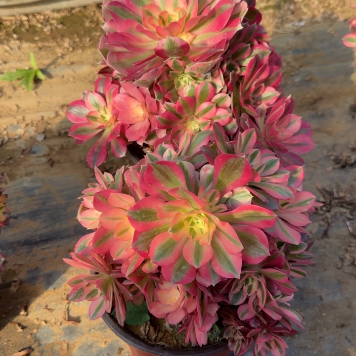 2-6女巫有砍过处理不包售后2