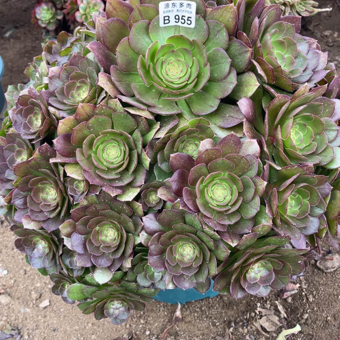 955沙拉碗多肉法师断枝不包