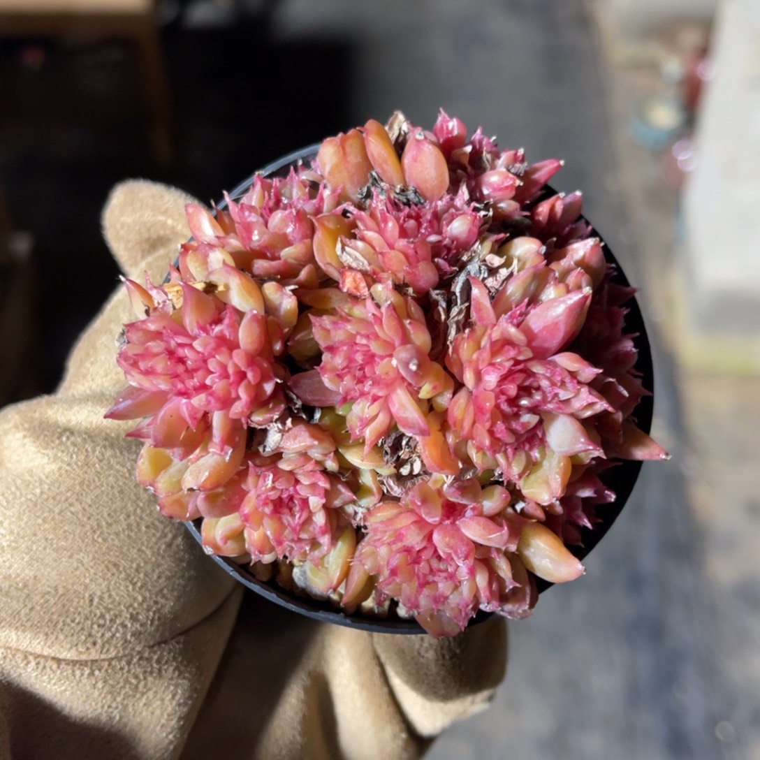 特斯拉一物一拍不支持退换