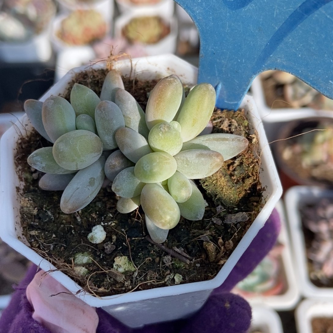 07白兰地多肉植物保护