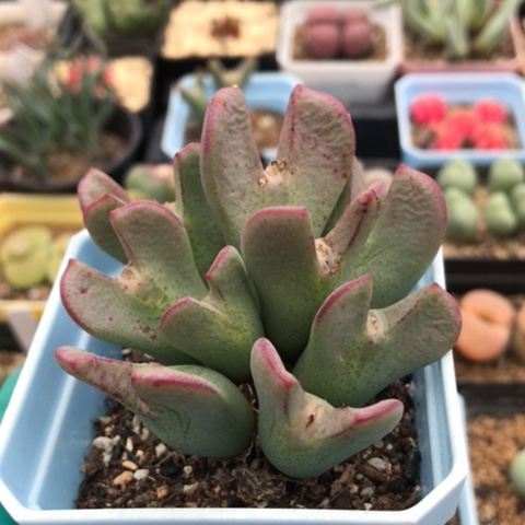 多肉肉锥 10头红小秀