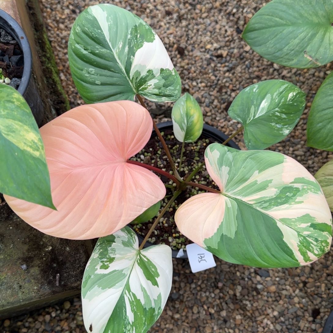 135-1128泰国发货千年健