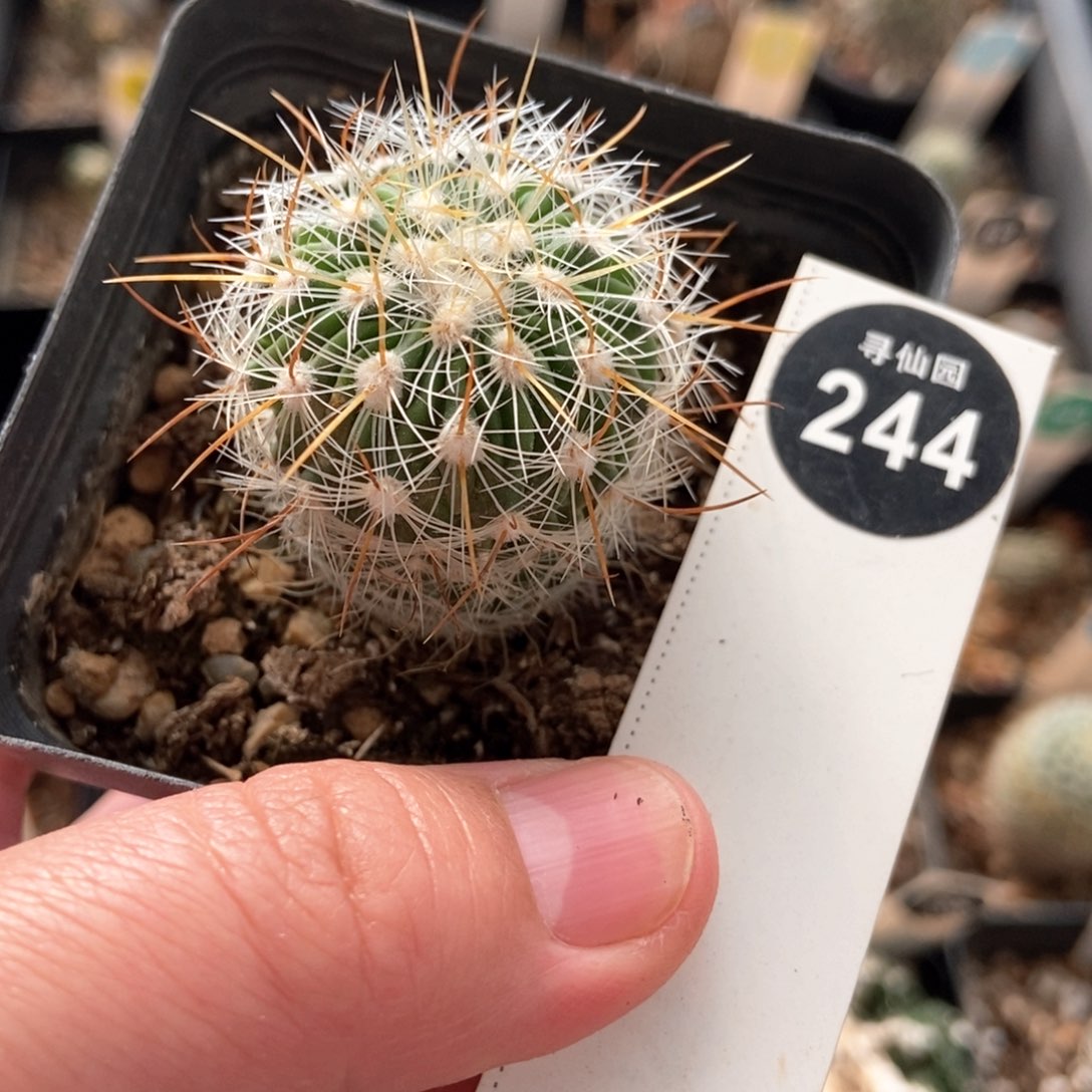 实生雪溪丸3.1cm