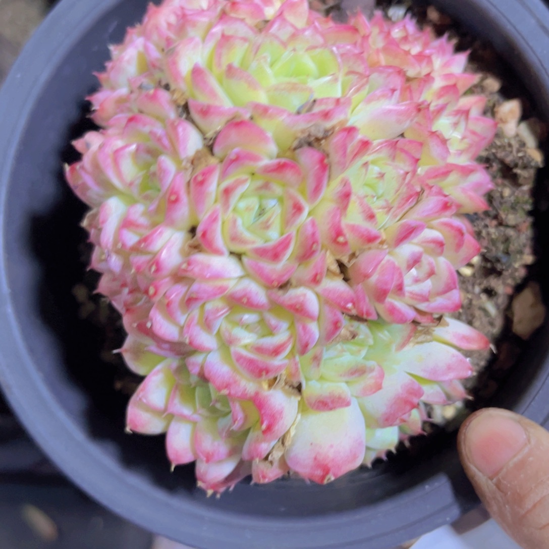 桃薰女王杂31238多肉植物