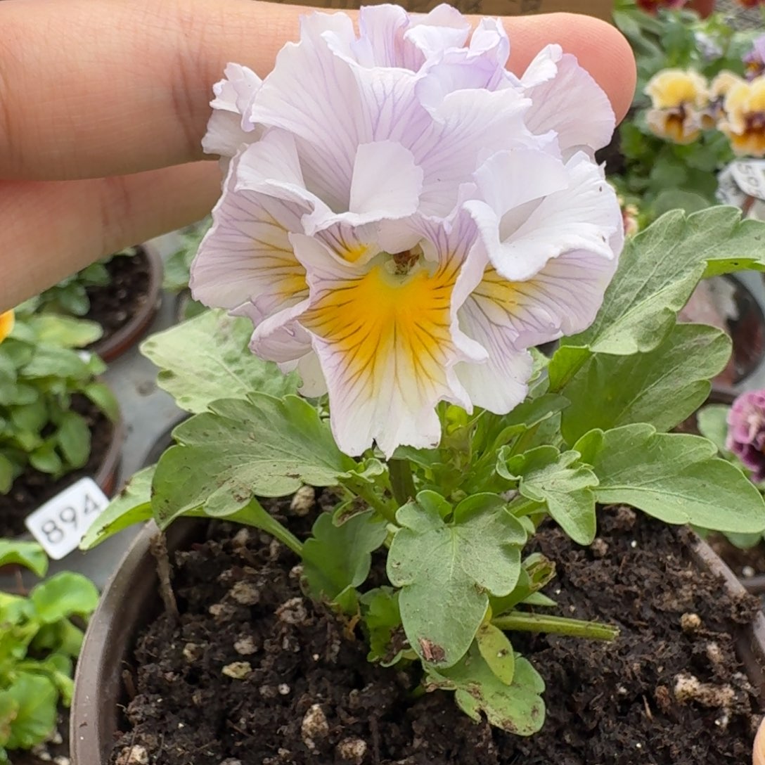 大部分花苞少量开放954