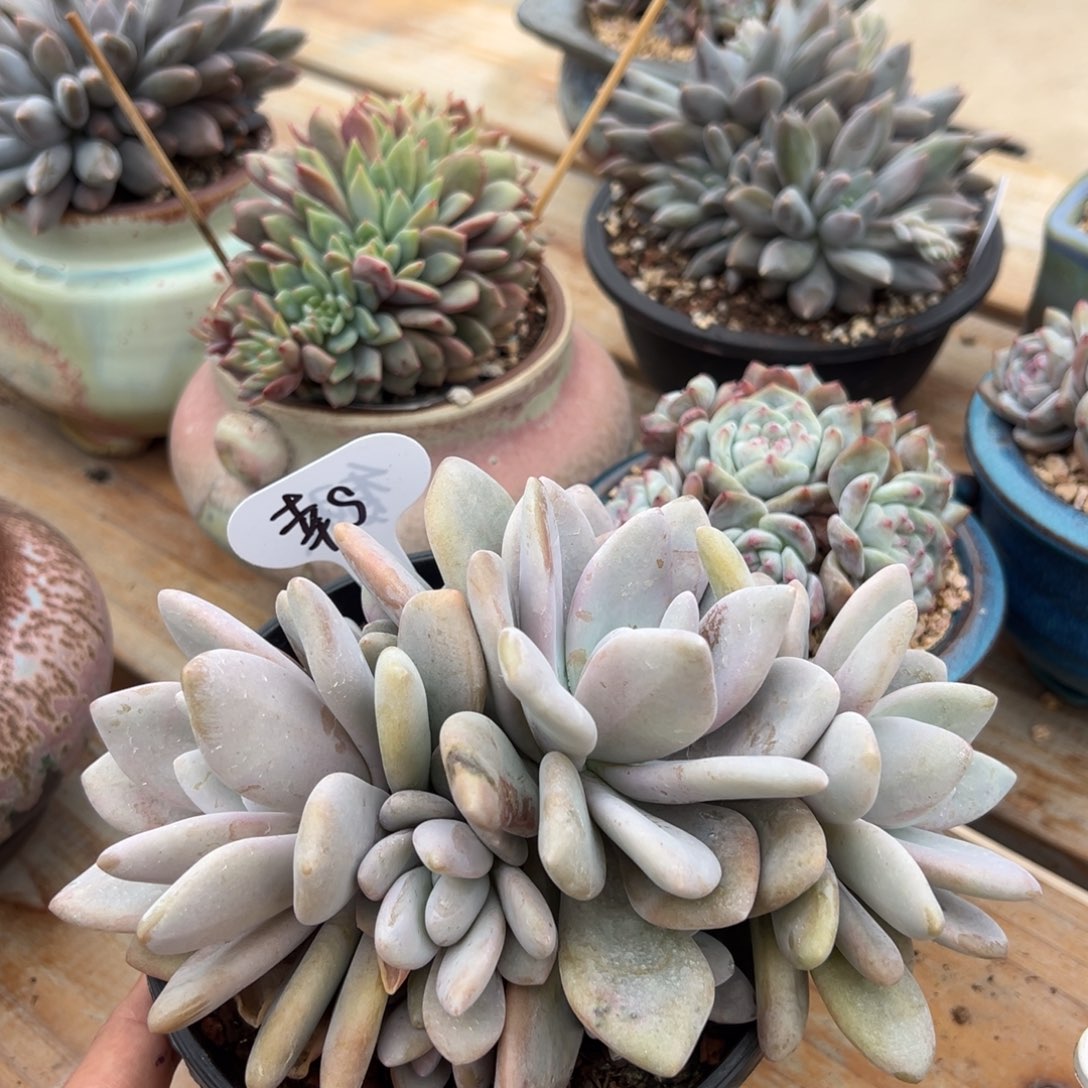 香***6香水拍粉兔群寄养