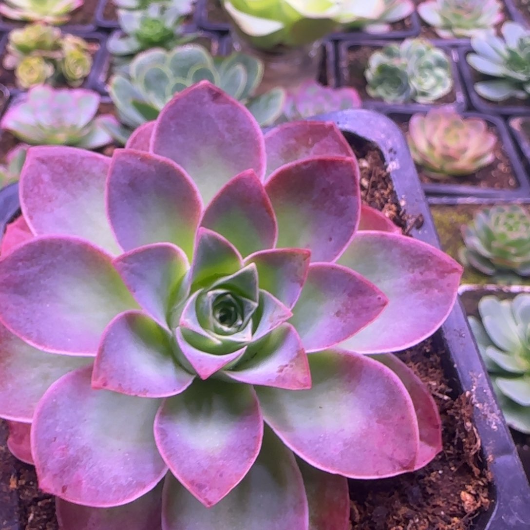 8厘米紫色玫瑰1143434353535