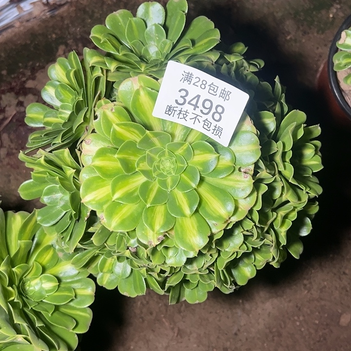 3498翡翠琉璃多肉植物