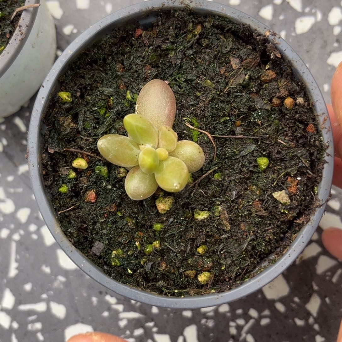 朵唯菲 单头多肉植物